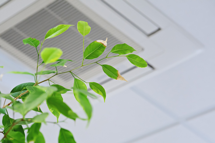 green plant with air conditioner in background